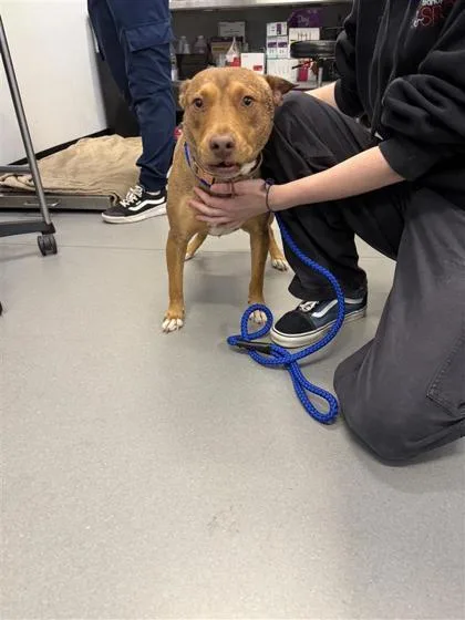 An adult medium-sized female Mixed Breed dog named Ruby for adoption in West Chester, PA