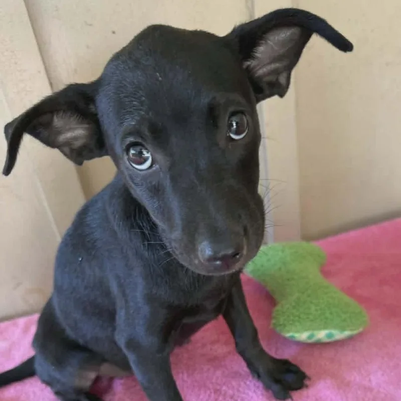 A baby medium-sized female Mixed Breed dog named Reese for adoption in Alexandria, VA