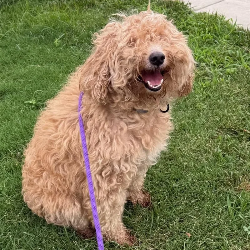 An adult medium-sized male Apricot / Beige Labradoodle dog named Shiloh for adoption in Manassas, VA