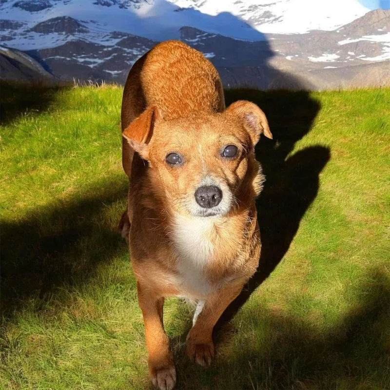 A senior small-sized female Red / Chestnut / Orange Chihuahua dog named Hilda for adoption in San Francisco, CA