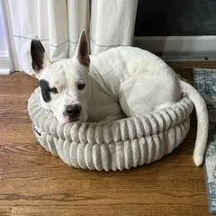 Topsail