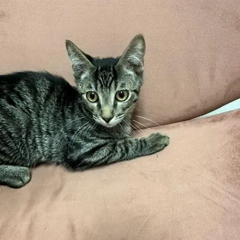 A baby small-sized male Black Domestic Short Hair cat named Kevin for adoption in Henderson, NV