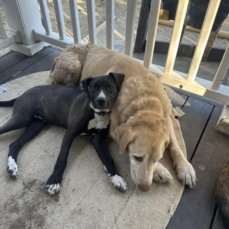 Savannah thumbnail 4