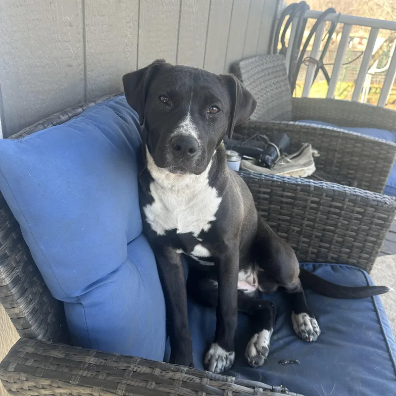 Savannah thumbnail 5