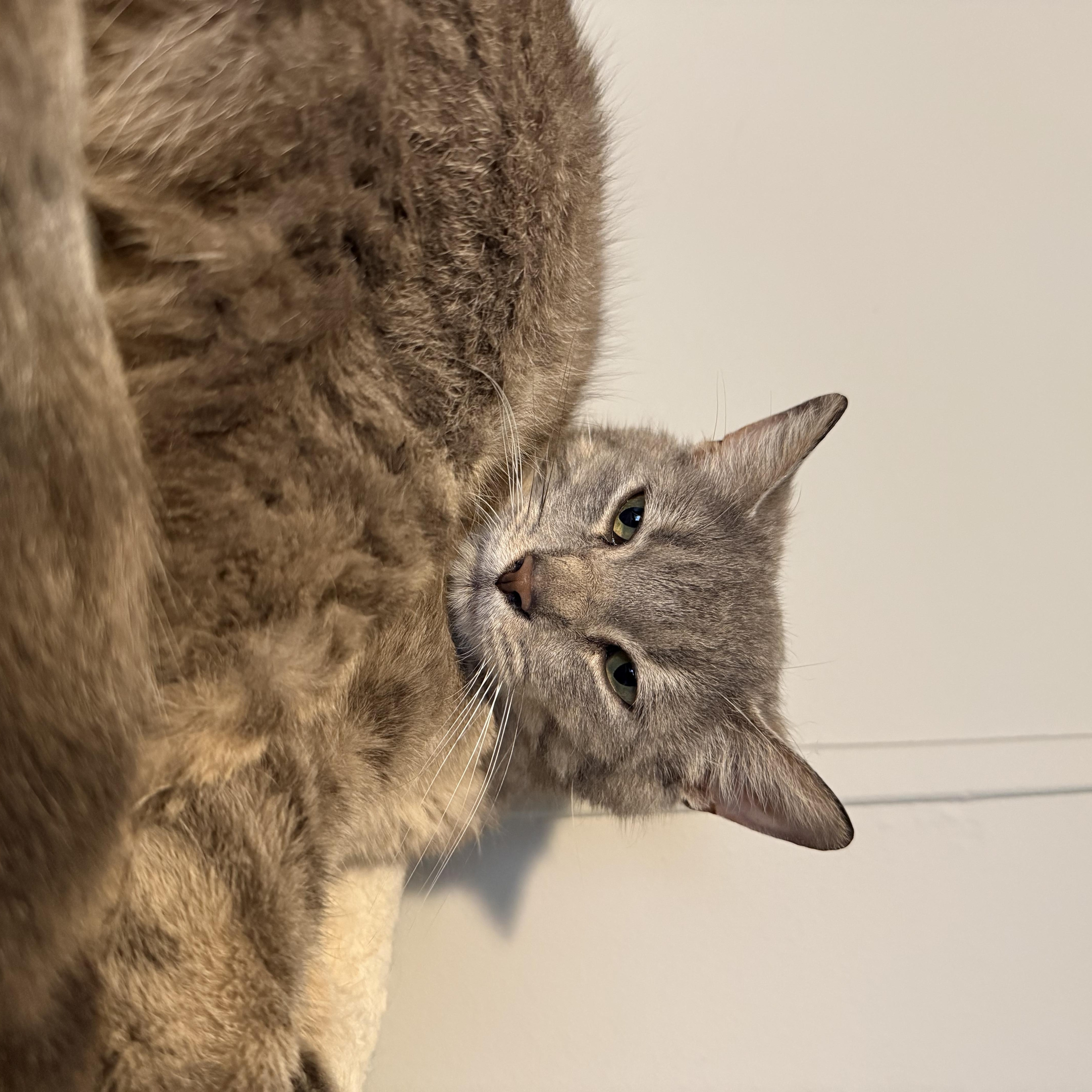 An adult medium-sized female Gray & White Domestic Short Hair cat named Chanel for adoption in Ypsilanti, MI