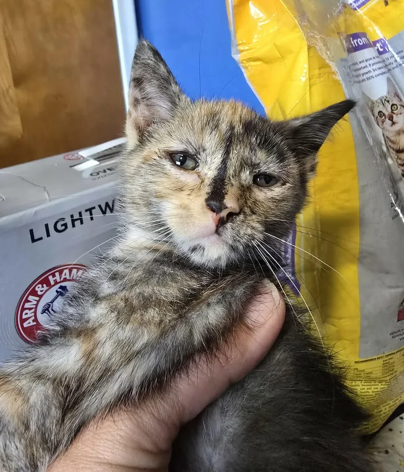 A baby medium-sized female Domestic Short Hair cat named Munches for adoption in China Township, MI