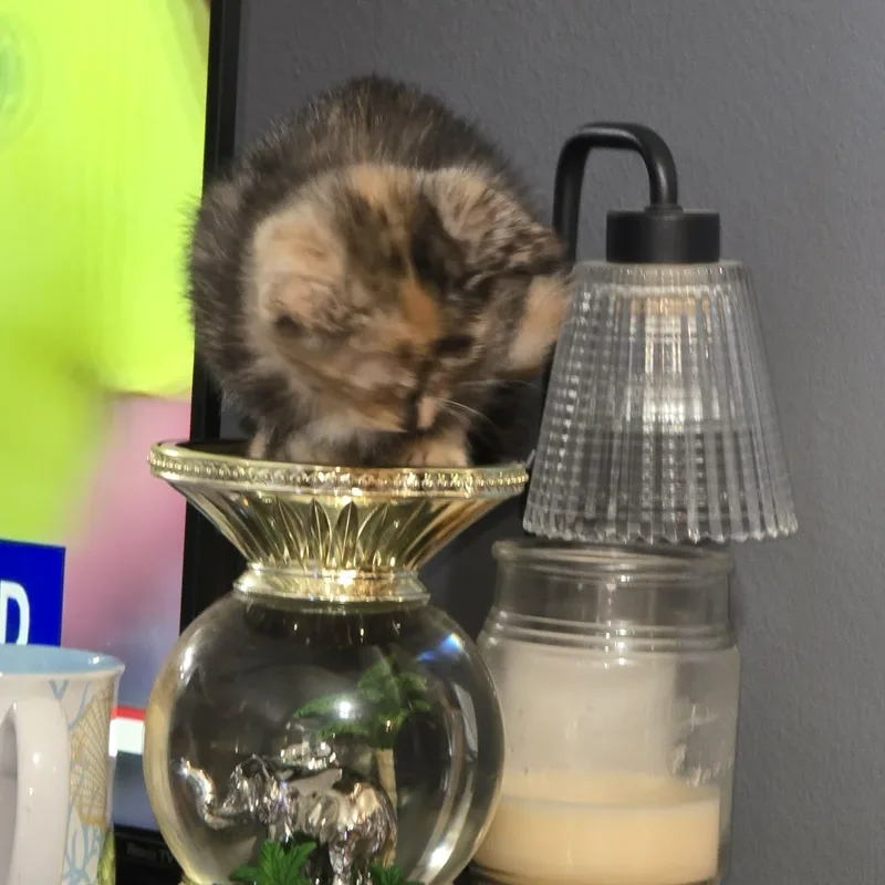 Munches thumbnail 6