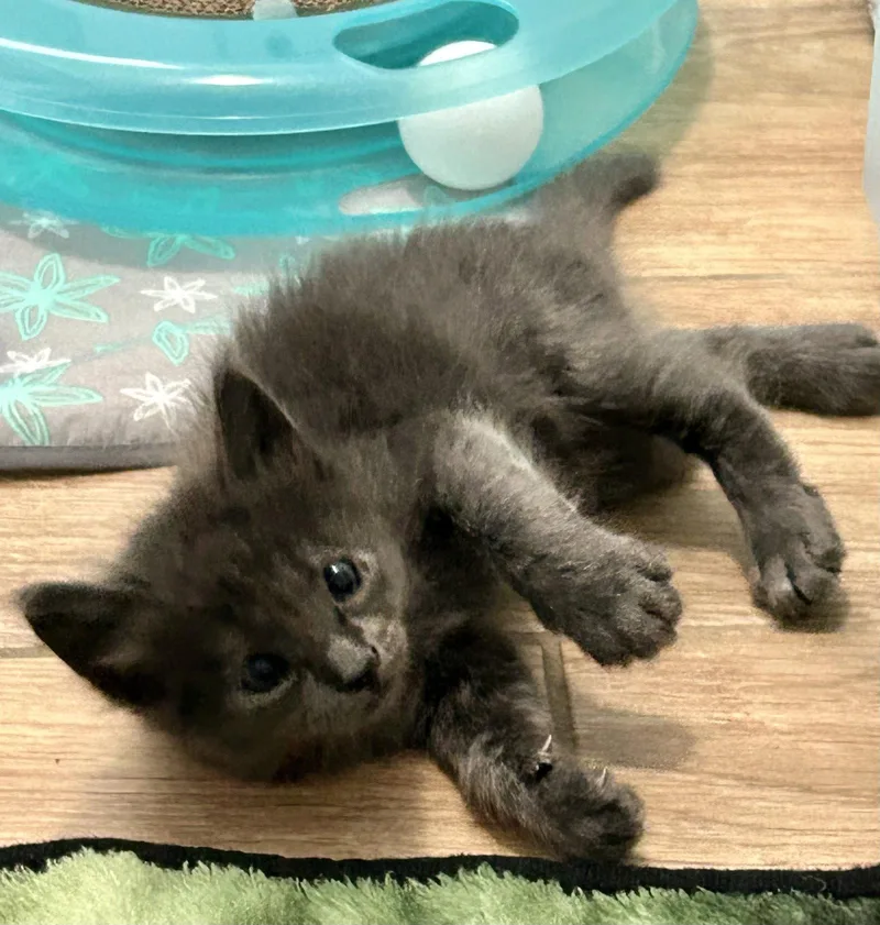 A baby medium-sized male Domestic Medium Hair cat named Storm for adoption in Orlando, FL