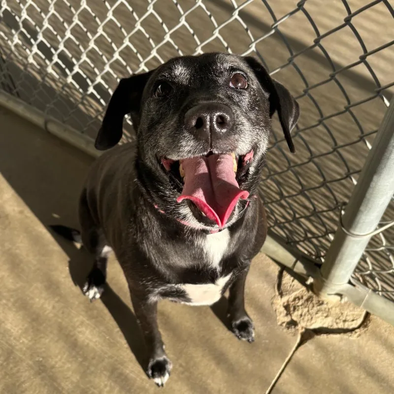 An adult large-sized female Labrador Retriever dog named Rory for adoption in Brookfield, WI