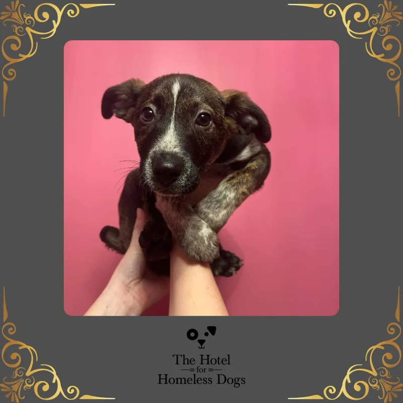 A baby medium-sized male Brindle Feist dog named Mickey for adoption in Cumberland, RI