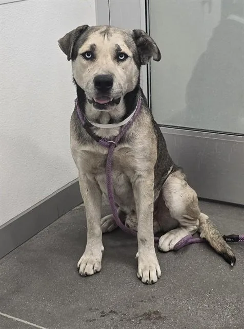 A young large-sized male Siberian Husky dog named Stewart for adoption in Mesa, AZ