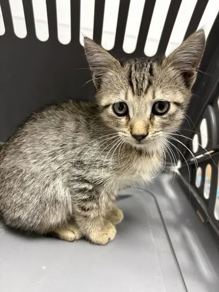 A baby small-sized male Domestic Short Hair cat named If Cider for adoption in Lawrenceville, GA