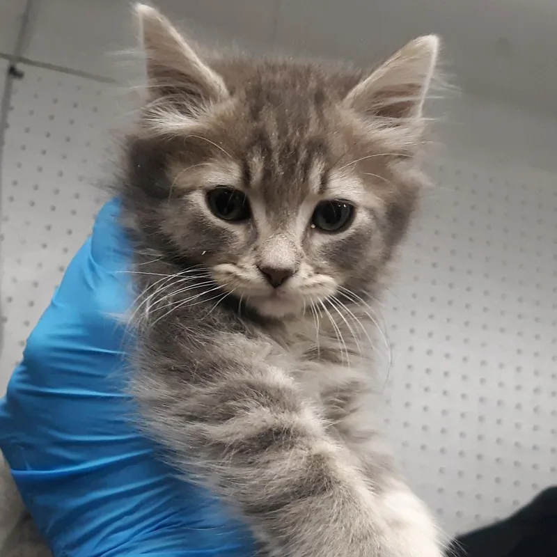 A baby small-sized male Gray / Blue / Silver Domestic Medium Hair cat named Hitch for adoption in Spokane, WA