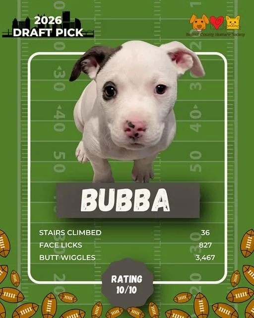 A baby small-sized male German Shepherd Dog dog named Bubba for adoption in Aliquippa, PA
