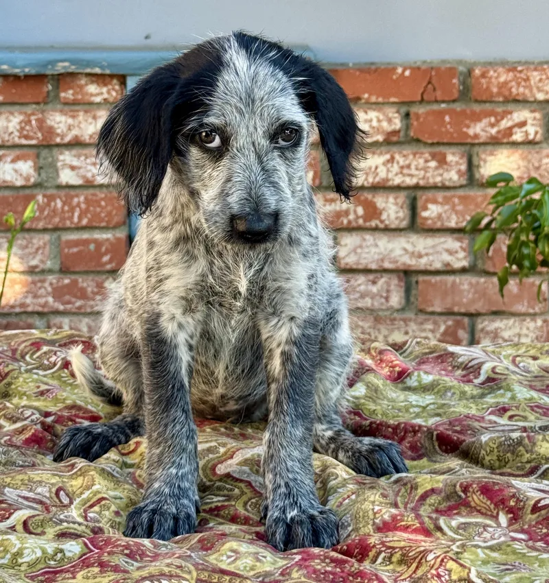 A baby medium-sized female Black Australian Cattle Dog / Blue Heeler dog named Mimosa for adoption in Van Nuys, CA