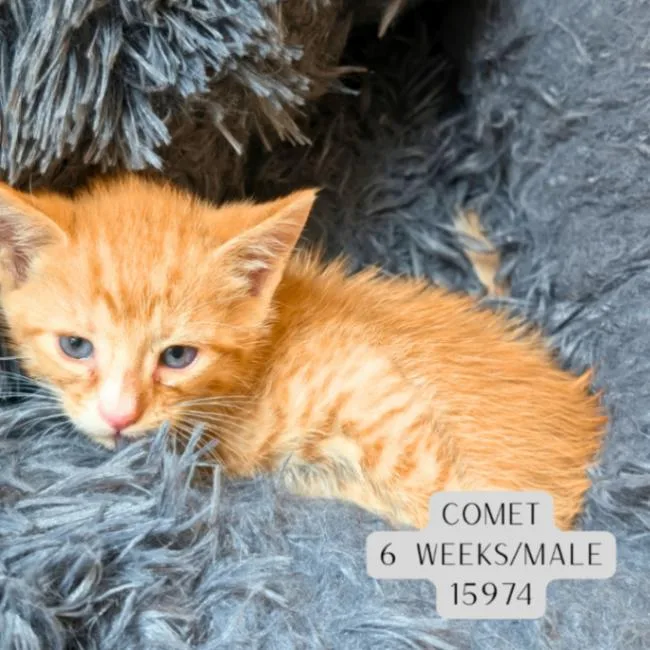 A baby medium-sized male Tabby (Orange / Red) Domestic Short Hair cat named Comet for adoption in Supply, NC