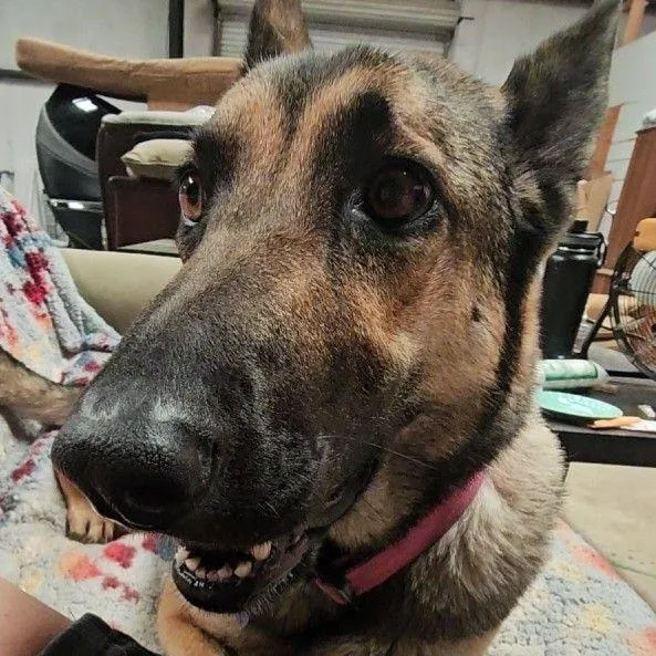 An adult medium-sized female Yellow / Tan / Blond / Fawn German Shepherd Dog dog named Beautiful Birdie! for adoption in Pine Mountain Club, CA