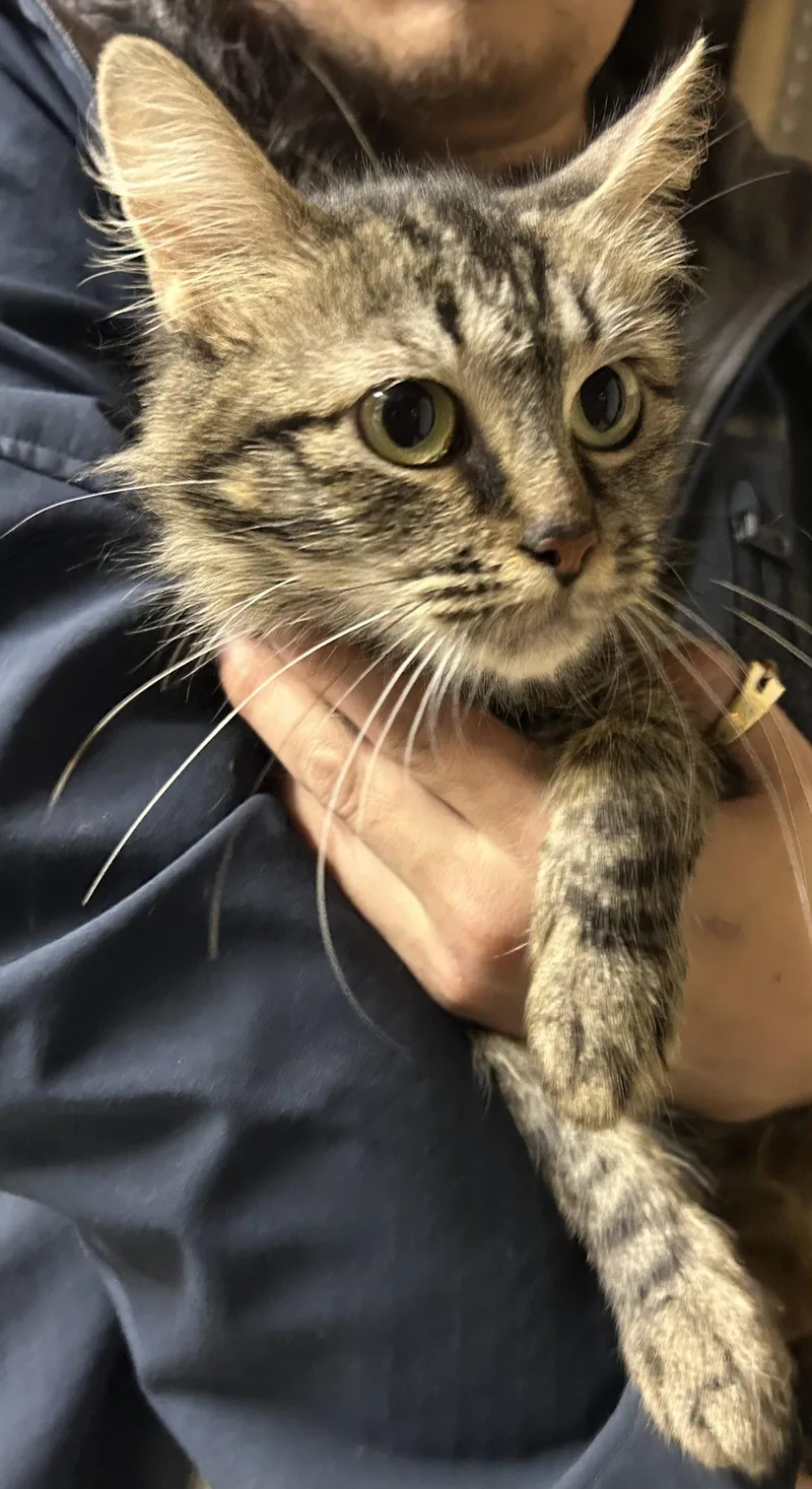 A baby small-sized female Domestic Long Hair cat named May Napa for adoption in Napa, CA