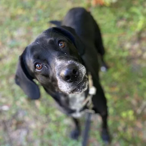 An adult large-sized female Black Mixed Breed dog named Lacey for adoption in Jacksonville, FL