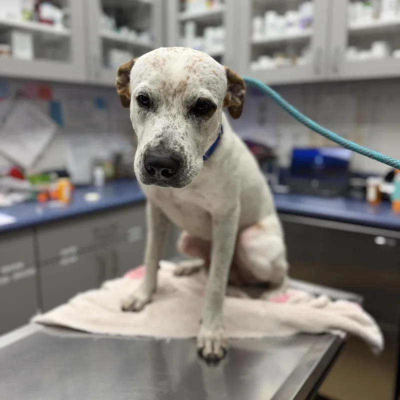 An adult medium-sized male White / Cream Cattle Dog dog named Cowboy for adoption in Corpus Christi, TX