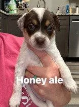 A baby large-sized female Australian Cattle Dog / Blue Heeler dog named Honey Ale for adoption in Newport, KY