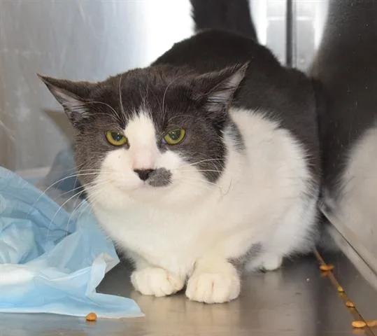 An adult small-sized female Domestic Short Hair cat named Madona for adoption in Westminster, MD