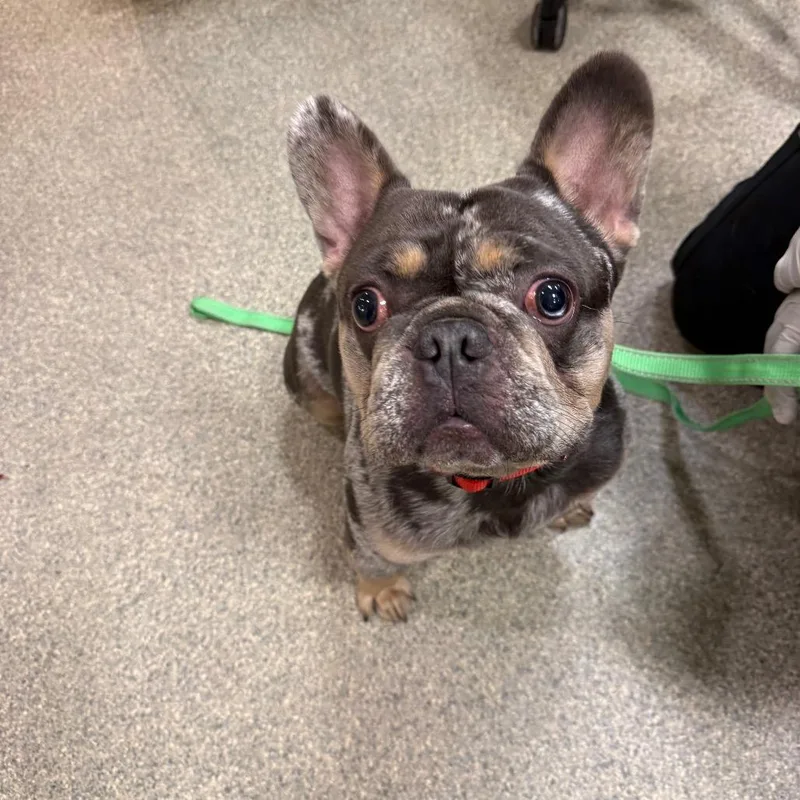 An adult medium-sized male Gray / Blue / Silver Mixed Breed dog named Hot Dog for adoption in Jacksonville, FL