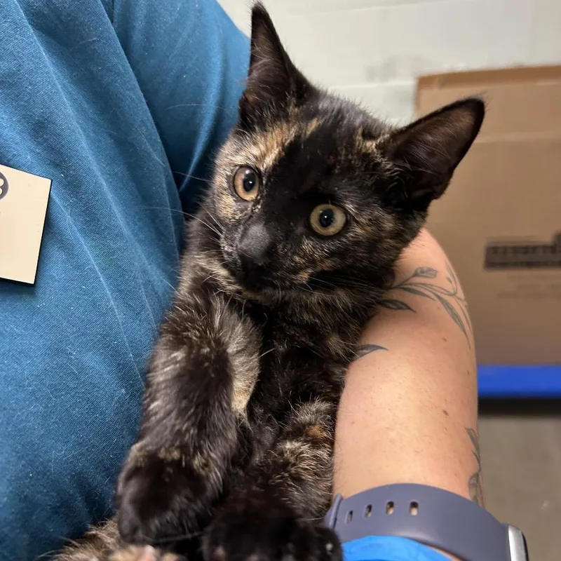 A baby small-sized female Tortoiseshell Domestic Short Hair cat named Tortie Pie for adoption in Waukesha, WI