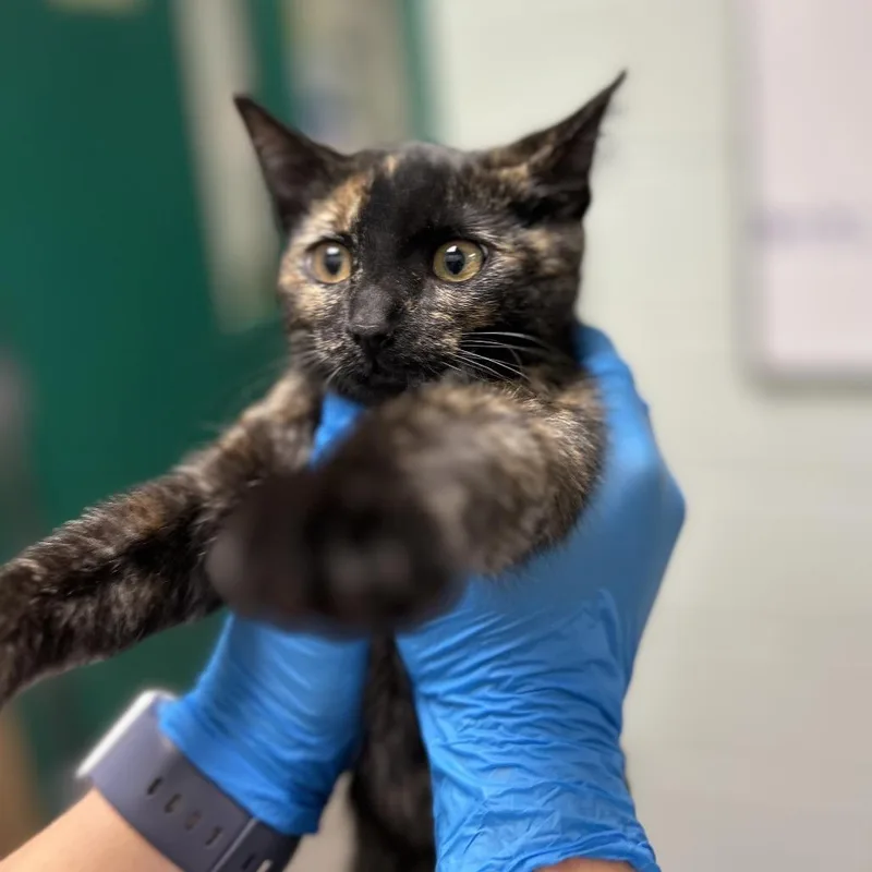 Tortie Pie thumbnail 2
