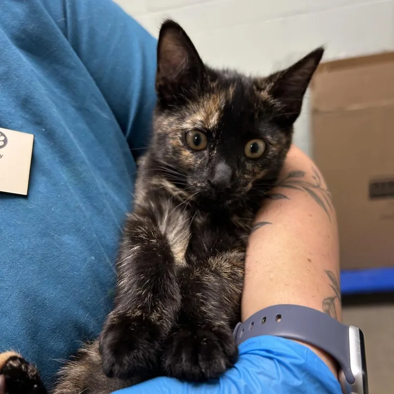 Tortie Pie thumbnail 3