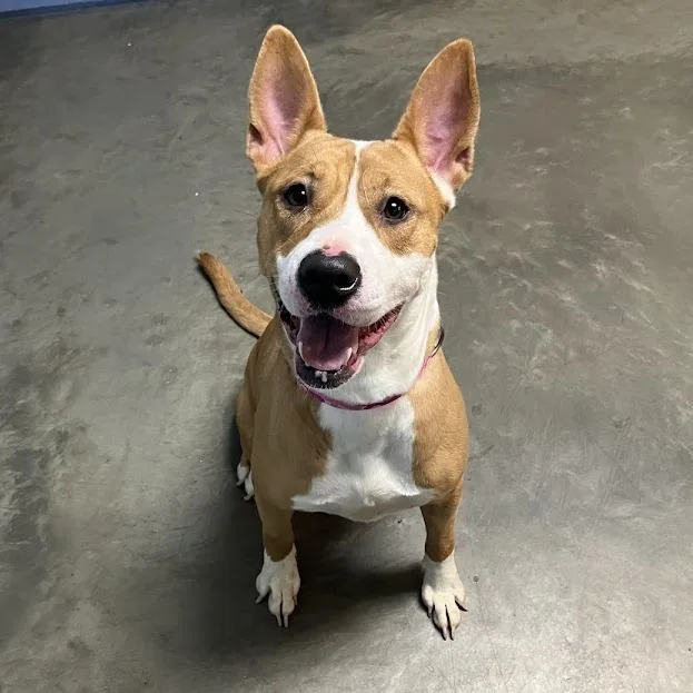 A young medium-sized female Apricot / Beige Mixed Breed dog named Anna Banana for adoption in DeKalb, IL