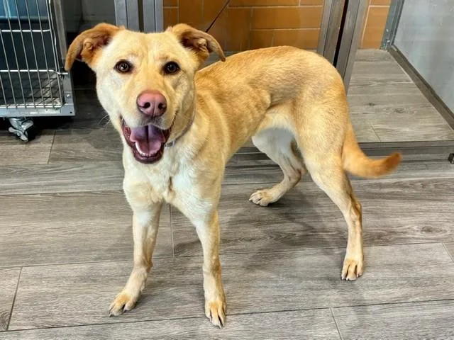 A young small-sized female Labrador Retriever dog named Luna for adoption in Garland, TX