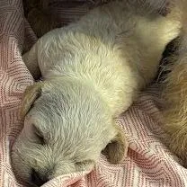 A baby small-sized female White / Cream Wire Fox Terrier dog named Cobra for adoption in Austin, TX