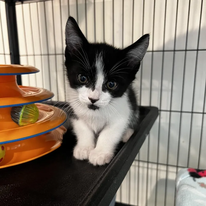 A baby small-sized male Black Domestic Short Hair cat named Walter for adoption in Port Townsend, WA