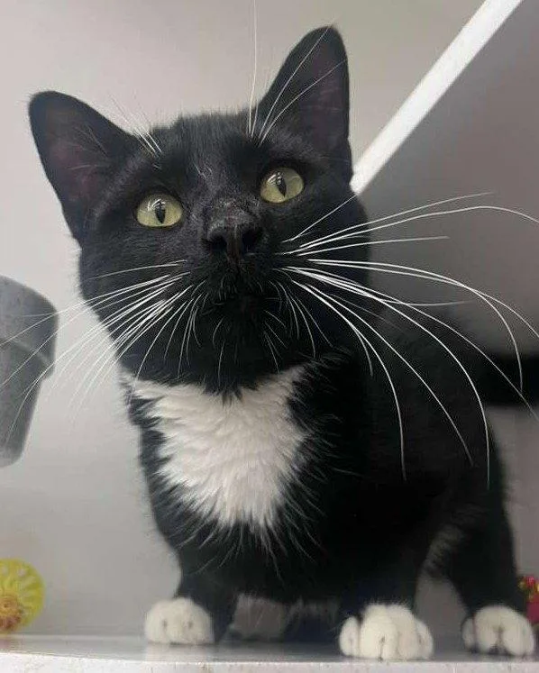 An adult medium-sized male Domestic Short Hair cat named Whiskers for adoption in Spring Lake, NJ