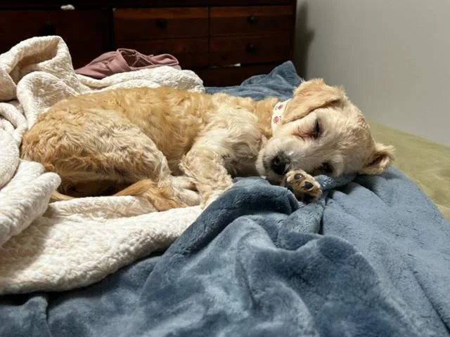 A baby small-sized female Apricot / Beige Maltipoo dog named Dottie for adoption in Lafayette, CA