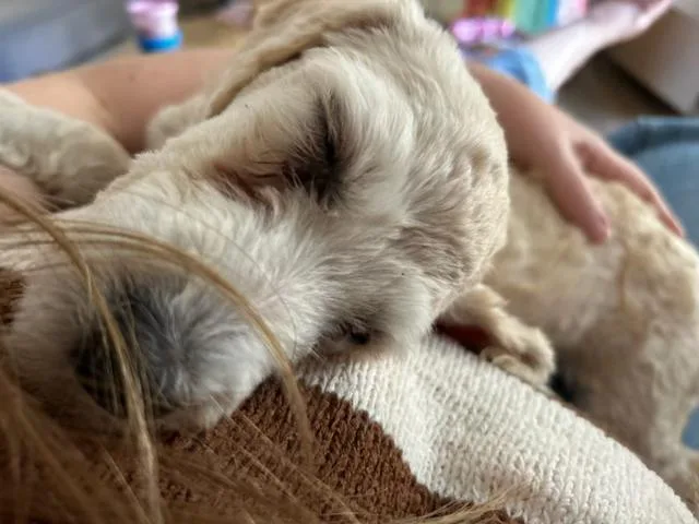 Dottie thumbnail 2