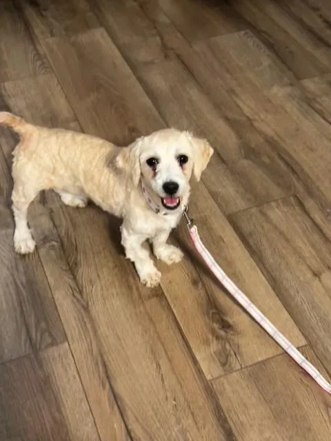 Dottie thumbnail 3
