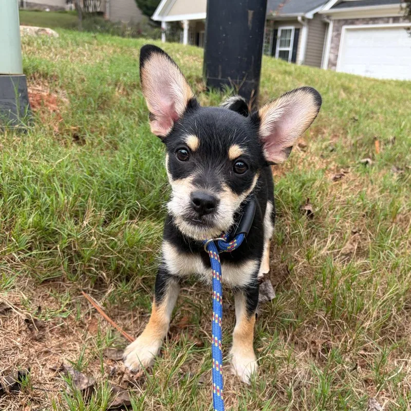 A baby small-sized male Chihuahua dog named Pua for adoption in Winder, GA