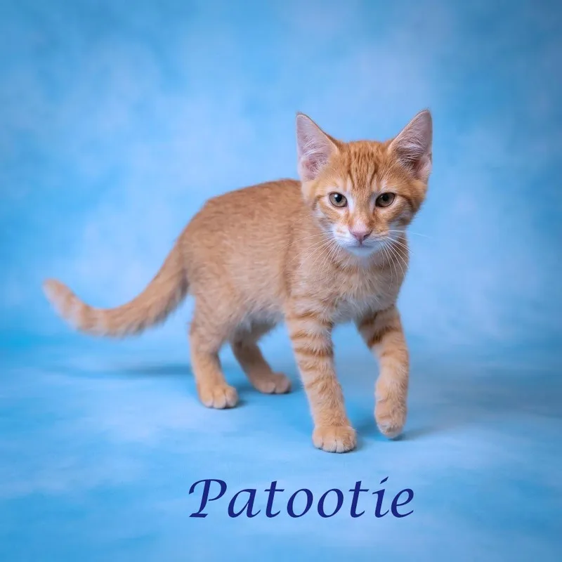 A baby small-sized male Cream / Ivory Domestic Short Hair cat named Patootie C for adoption in Lebanon, TN