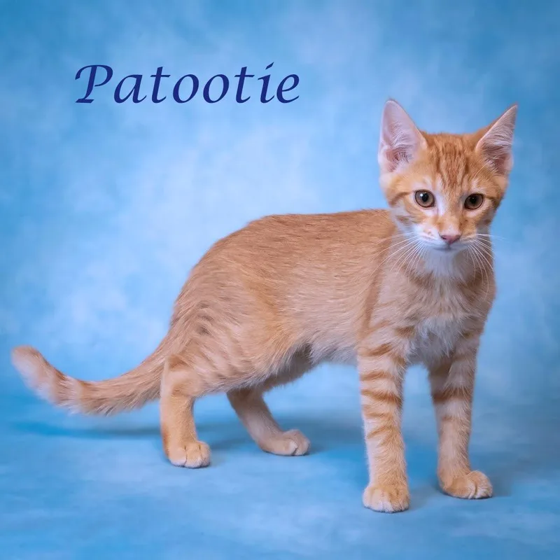 Patootie C thumbnail 2