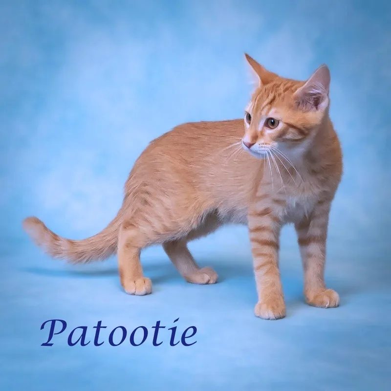 Patootie C thumbnail 3