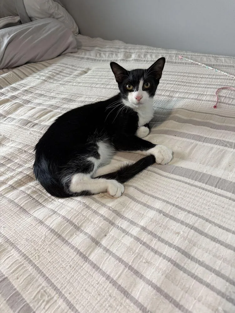 A baby medium-sized male Black & White / Tuxedo Domestic Short Hair cat named Pistachio Cannoli for adoption in North Brunswick, NJ