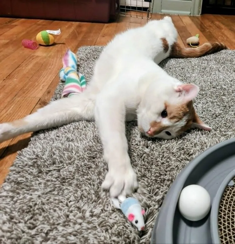 A young medium-sized male Domestic Short Hair cat named Dot for adoption in Minneapolis, MN