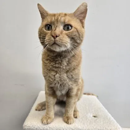 An adult small-sized male Domestic Short Hair cat named Hat for adoption in Janesville, WI