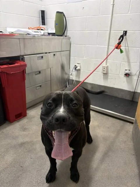 A young large-sized male Pit Bull Terrier dog named Rex for adoption in Upper Marlboro, MD