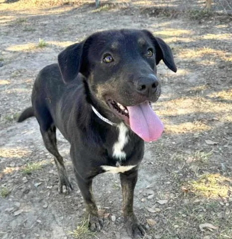 A young large-sized male Plott Hound dog named Collin for adoption in Conroe, TX