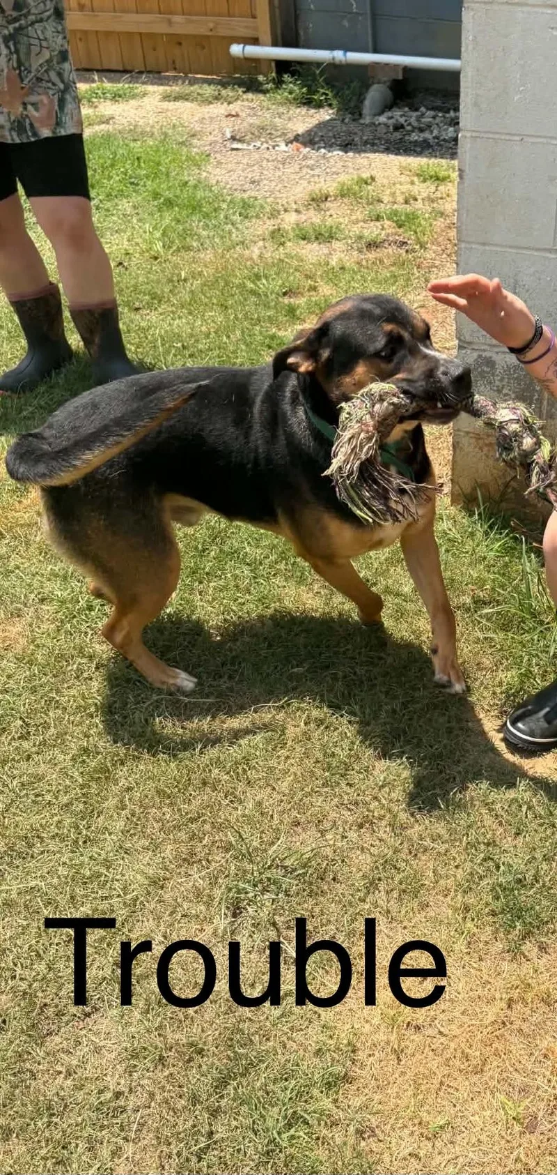 A young large-sized male Shepherd dog named Trouble for adoption in Zimmerman, MN