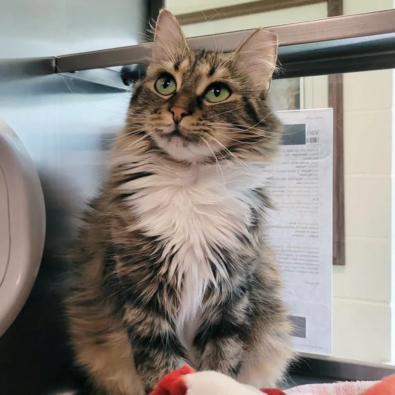 An adult medium-sized female Brown / Chocolate Domestic Medium Hair cat named Vancouver for adoption in Plover, WI