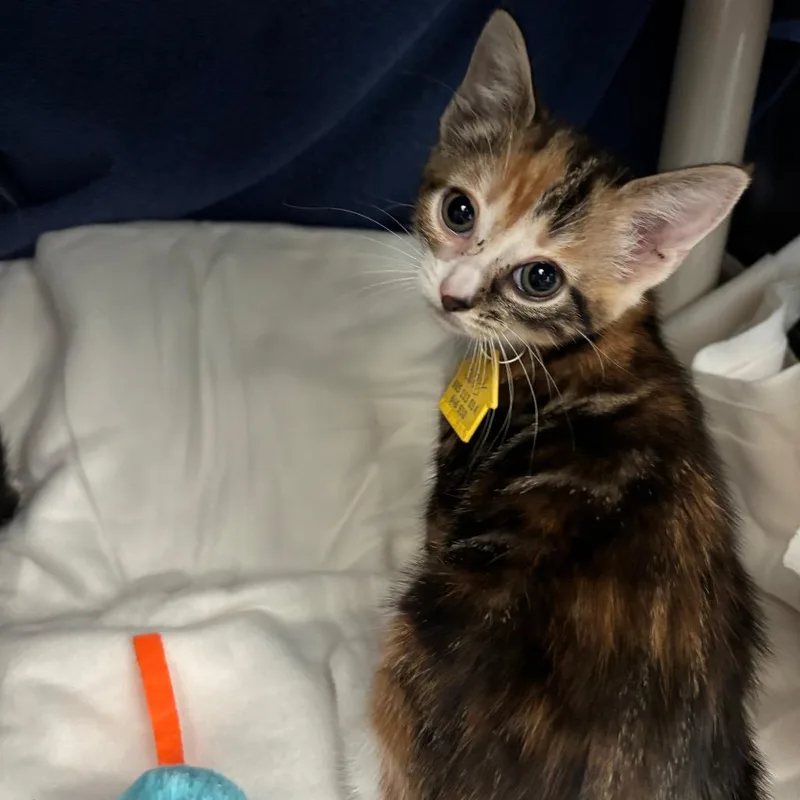 Clay